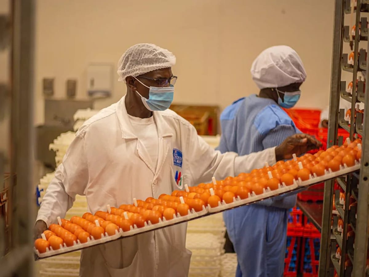 Workers in the packing room grading fresh eggs