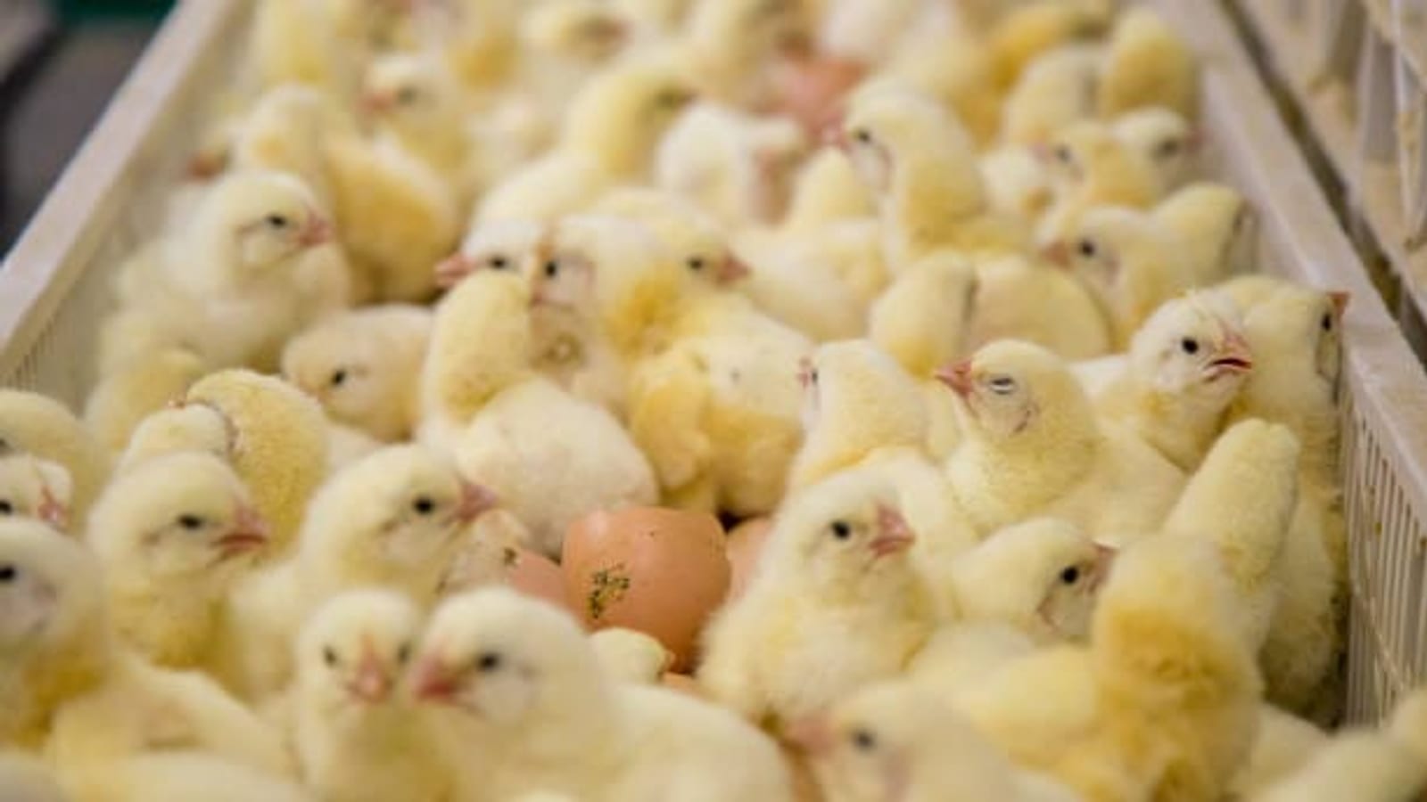 Broiler day-old chicks