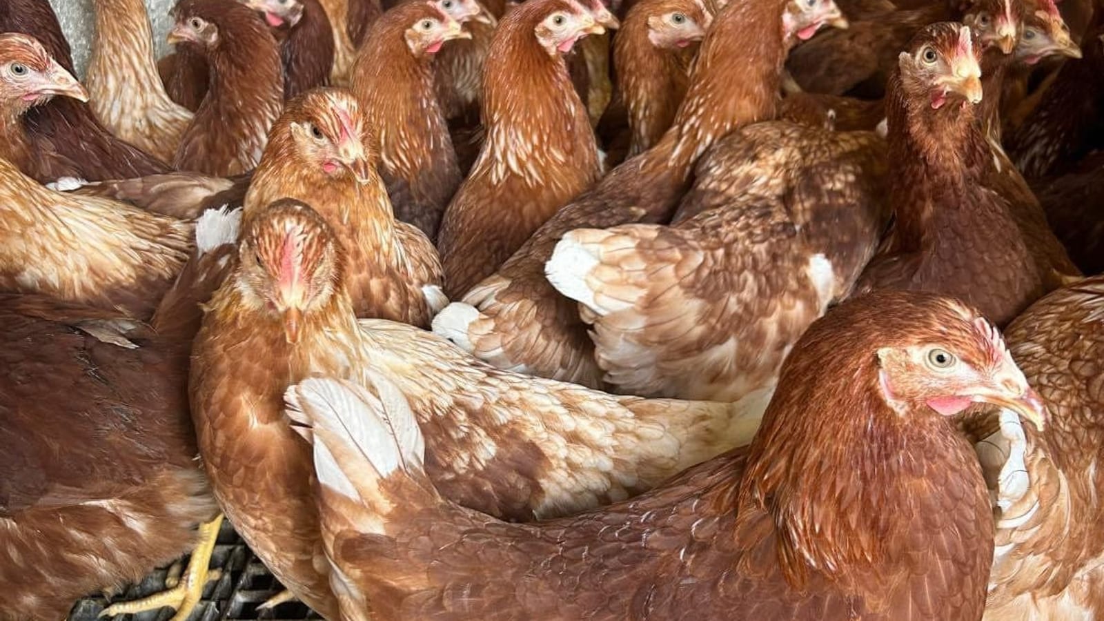 Brown laying hens