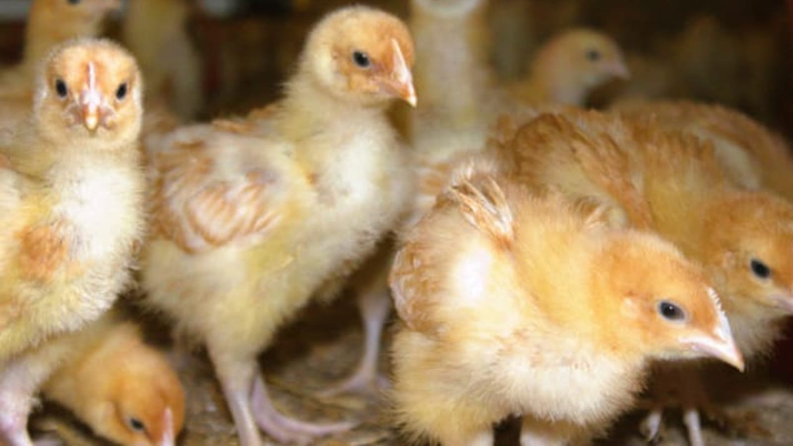 Day-old chicks