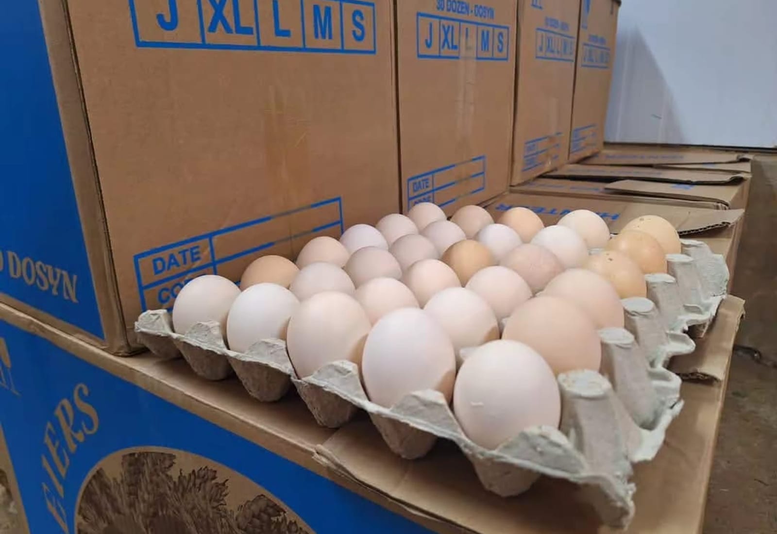 Eggs packed in cardboard boxes