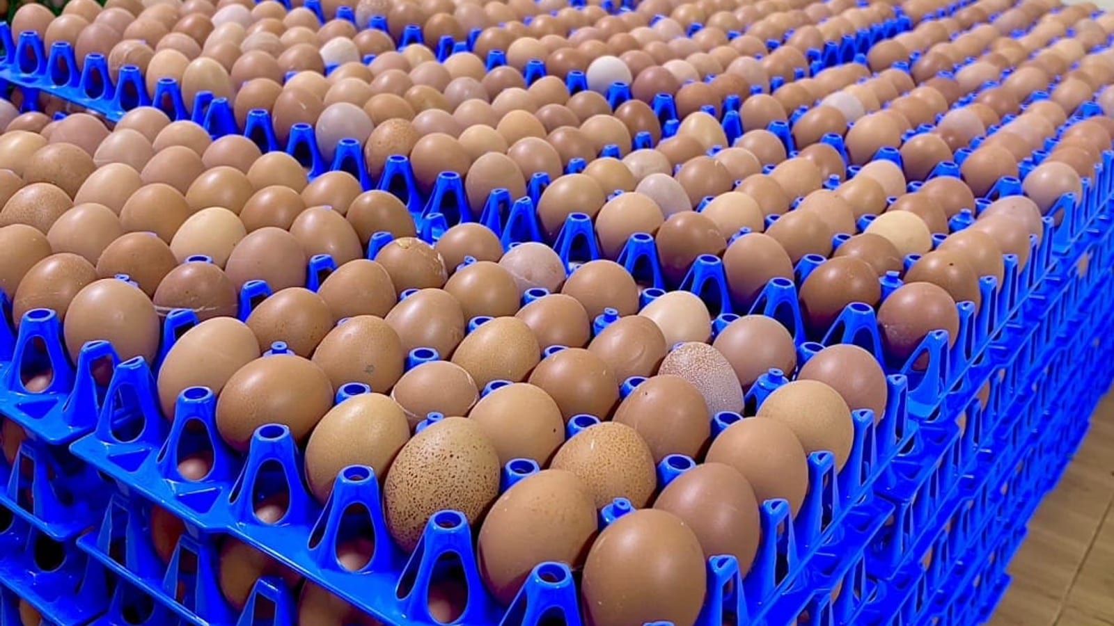 Stacks of blue egg trays